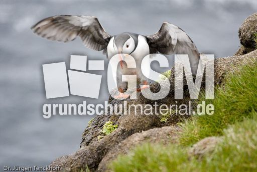 Papageitaucher (20 von 20).jpg